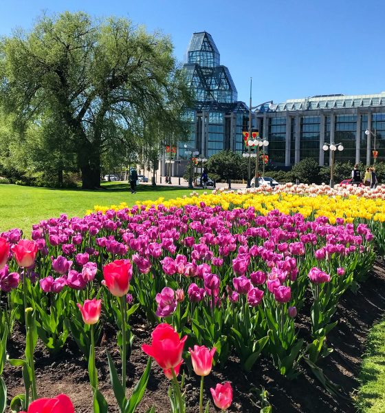 The Highlight of Spring: Tulip Festival